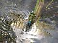 Anax imperator, Emperor Dragonfly, Große Königslibelle, Šídlo královské