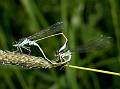 Ischnura elegans, Blue-tailed Damselfly, Große Pechlibelle, Šidélko větší